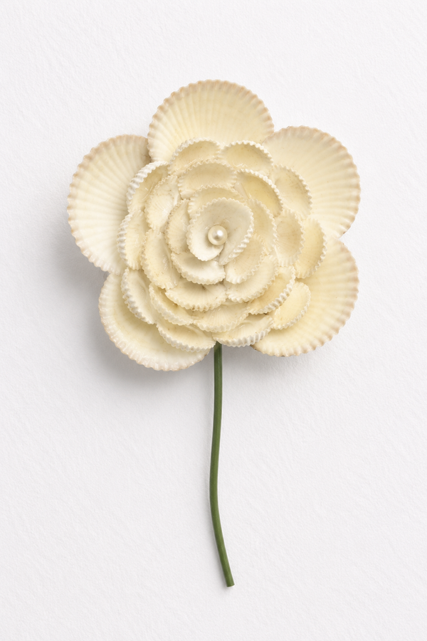Ivory Shell Rose